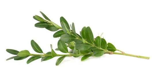 Ocuvit contiene extracto de hoja de mirto