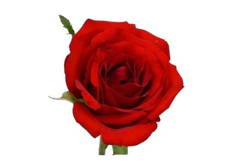 Ocuvit contiene extracto de rosa.